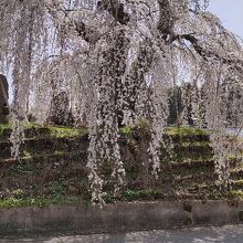 枝垂れ桜の下にカタクリの花も咲いている