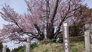 地蔵久保のオオヤマザクラ