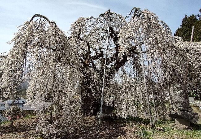 天然記念物のしだれ桜