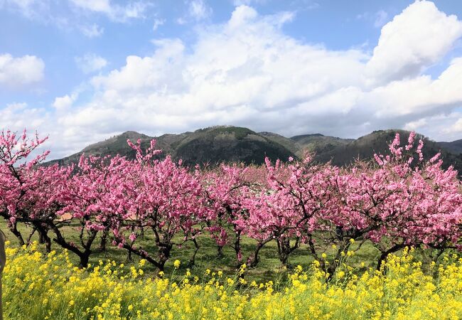 花ももの里