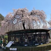 ちょっと寂れた動物園