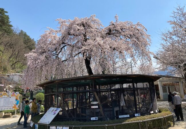 須坂市動物園