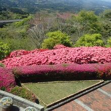 花がきれいでした