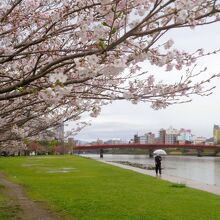 雨模様でしたが桜がきれいでした