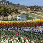 海が見える、桜とチューリップの共演が美しい　春にオススメの公園