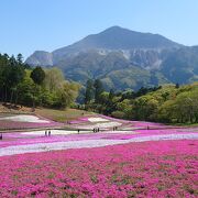 芝桜がきれい！