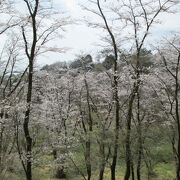  観桜と城巡りで滝山城址（滝山公園）に行きました