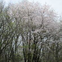 千畳敷桜