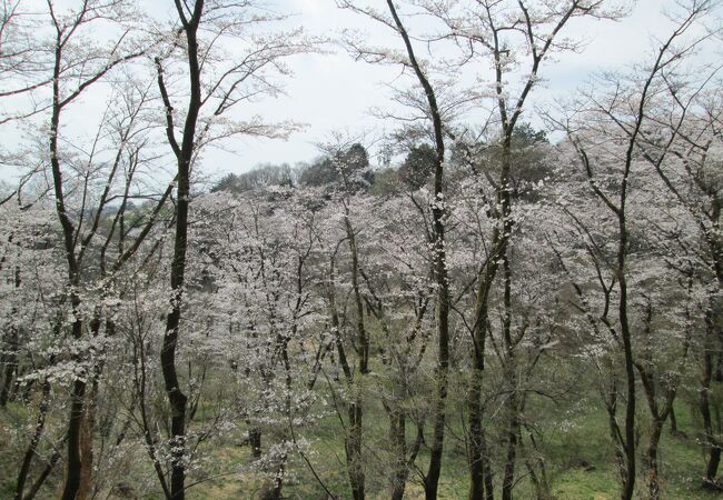  観桜と城巡りで滝山城址（滝山公園）に行きました