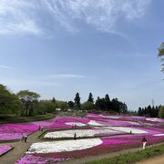 芝桜