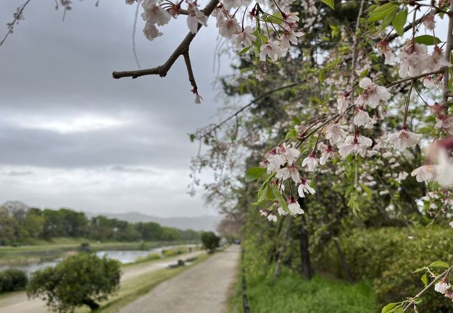 桜並木