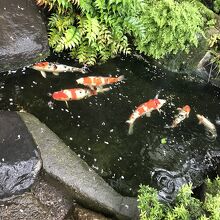 お店の前にコイ