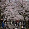 がいせん桜