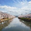 京都自然200選に選ばれている前川堤沿いの桜並木が圧巻