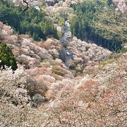 山桜の名所