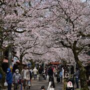 コロナ後のがいせん桜