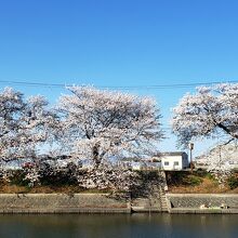 前川堤の桜並木／北側堤防法面