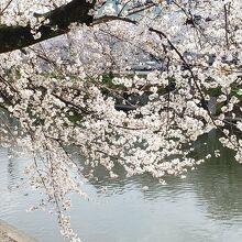 前川堤の桜