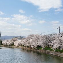 前川堤の桜並木