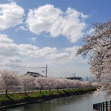 前川堤の桜並木／南側堤防法面