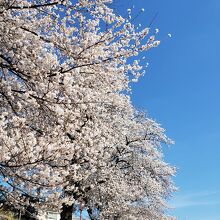 前川堤の桜並木