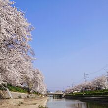 前川堤の桜並木