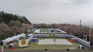 天童公園の桜と人間将棋