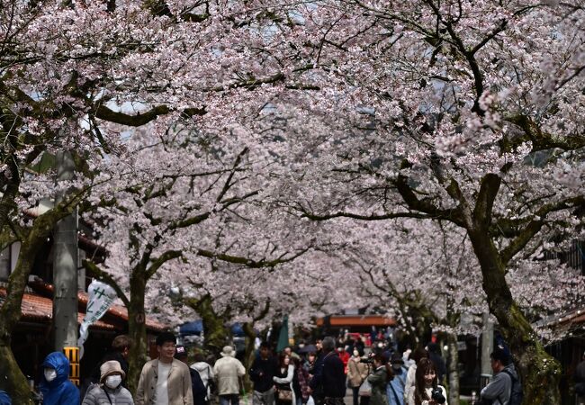 がいせん桜