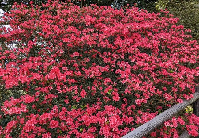 つつじと眺望が楽しめます。