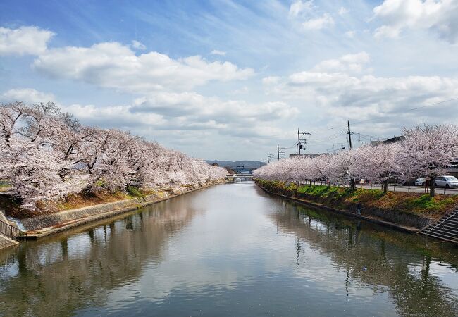 京都自然200選に選ばれている前川堤沿いの桜並木が圧巻