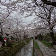 疎水沿いの桜の回廊を歩ける散策路