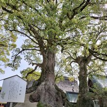 存在感があります