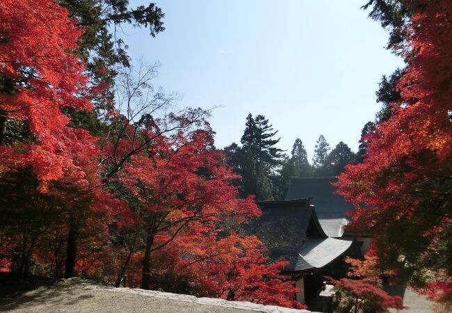 高雄の紅葉のメッカ