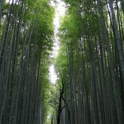 まっすぐで背の高い竹林