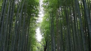 まっすぐで背の高い竹林