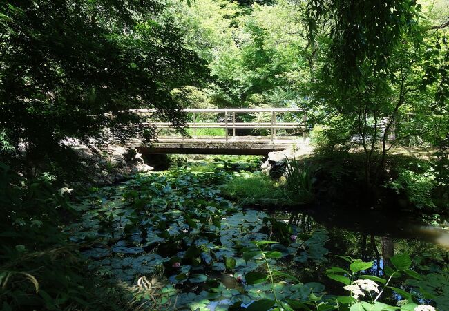 初夏、池がモネの絵のよう。