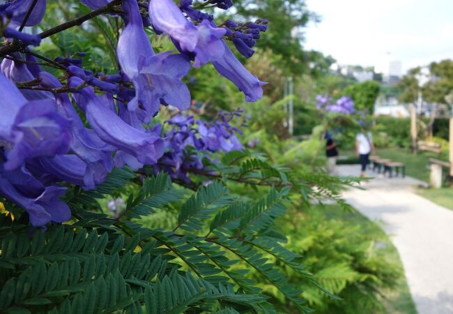 ６月、最盛期に訪問。木が低いところもあってきれい。