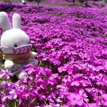 近くに撮れます。