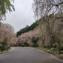 １週間早く訪れていれば満開だった。