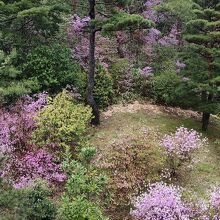 傾斜地の樹木管理は大変そう