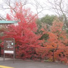 嵐山駅の紅葉です