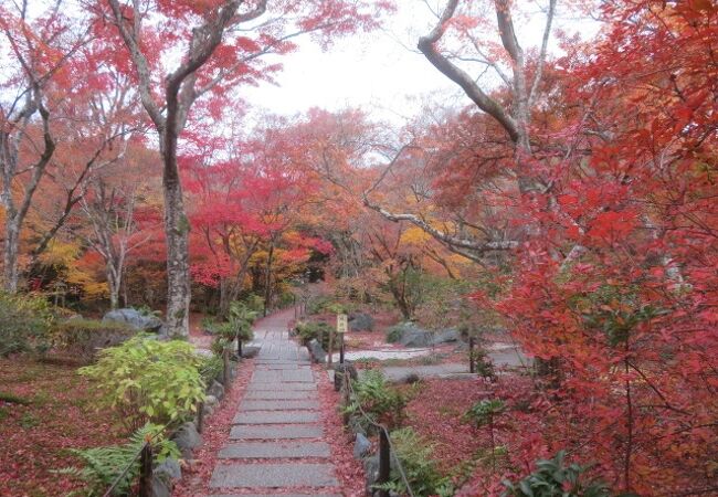 燃えるような紅葉です