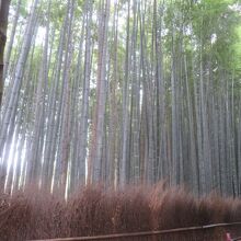 背丈が揃っています