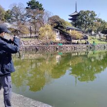 猿沢池から見える五重塔