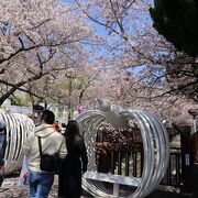 鎮海軍港祭・桜まつりの一番か二番の見どころ余佐川沿いの通りの桜