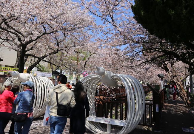 鎮海軍港祭・桜まつりの一番か二番の見どころ余佐川沿いの通りの桜