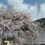 新幹線こまち1号でしだれ桜の名所角館へ