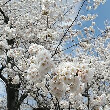 咲き立ての桜