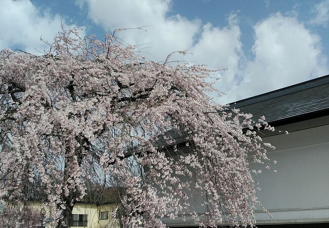 新幹線こまち1号でしだれ桜の名所角館へ