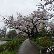 金町駅から歩いていきました